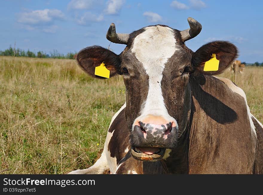 Cow on a summer pasture