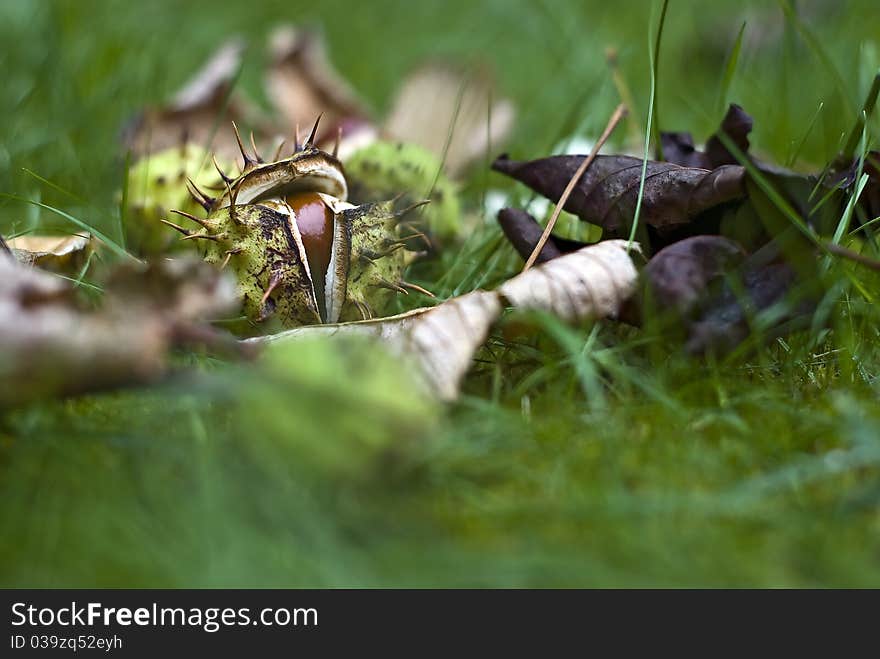 Horse-chestnuts (conkers) on grass - Autumn (Fall) still-life; strong differential focus. Horse-chestnuts (conkers) on grass - Autumn (Fall) still-life; strong differential focus