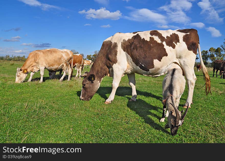 Cows on a summer pasture