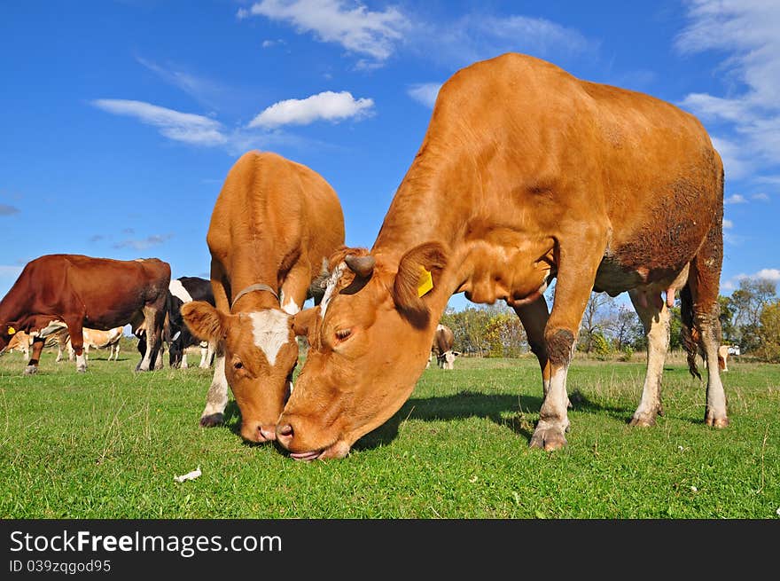 Cows on a summer pasture