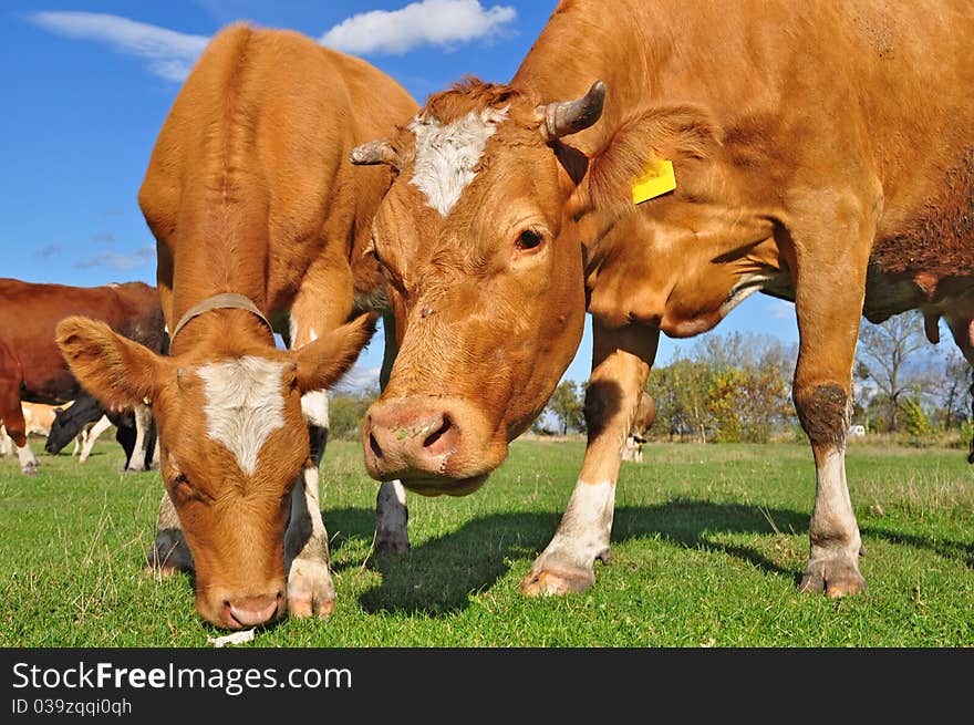 Cows on a summer pasture