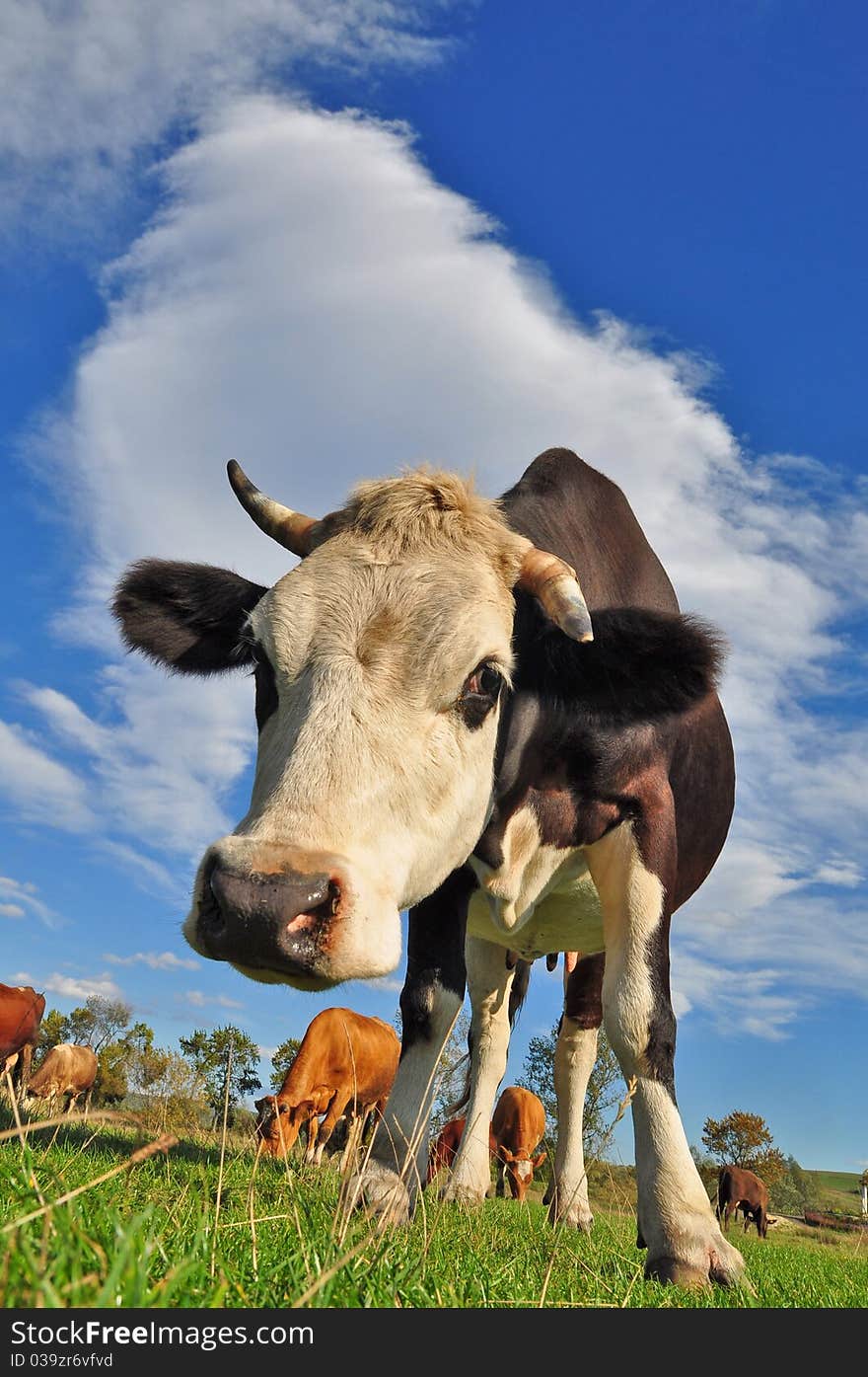 Cows On A Summer Pasture