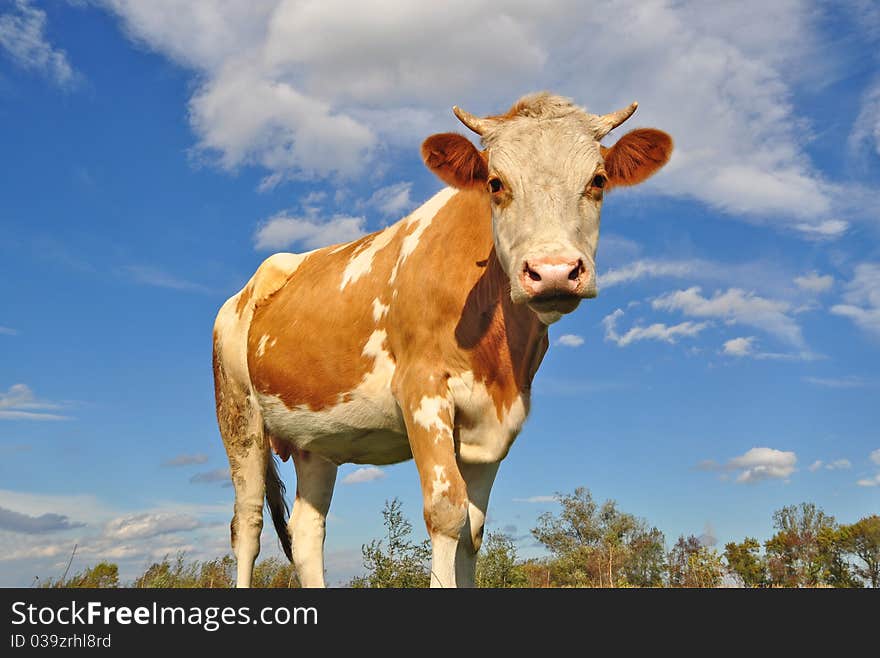 Cow on a summer pasture