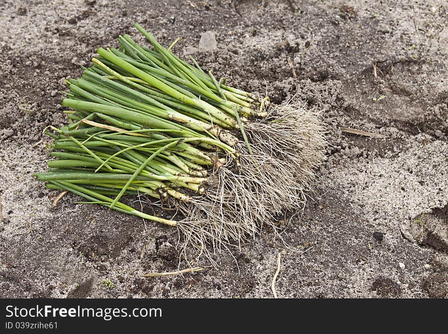 Garlic French (Allium porrum)