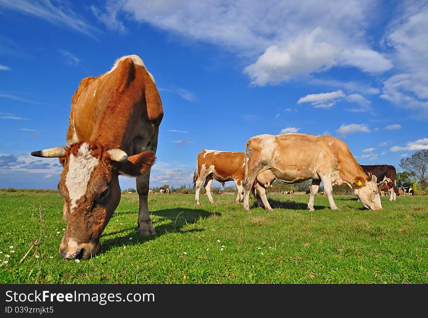 Cows on a summer pasture