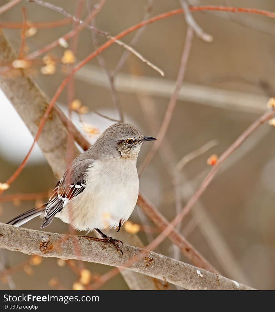 Northern Mockingbird, Mimus polyglottos