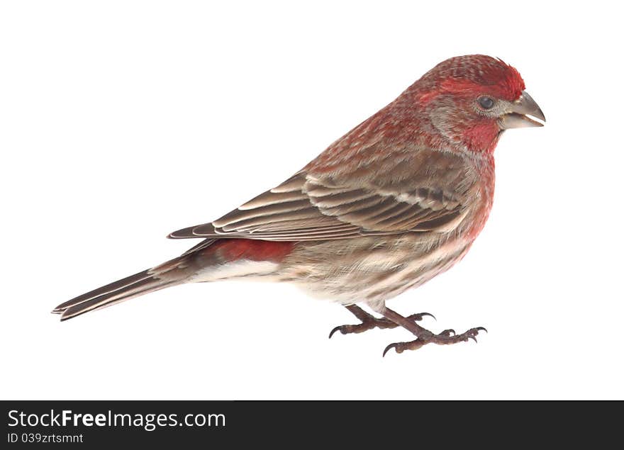 Male house finch, Carpodacus mexicanus, isolated on white