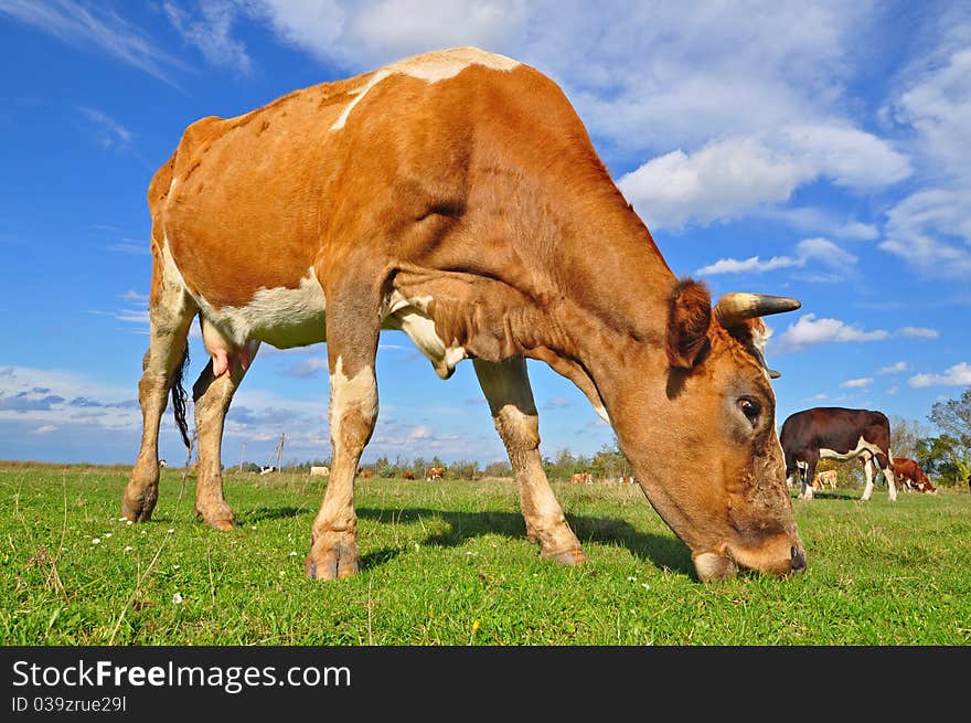 Cows on a summer pasture