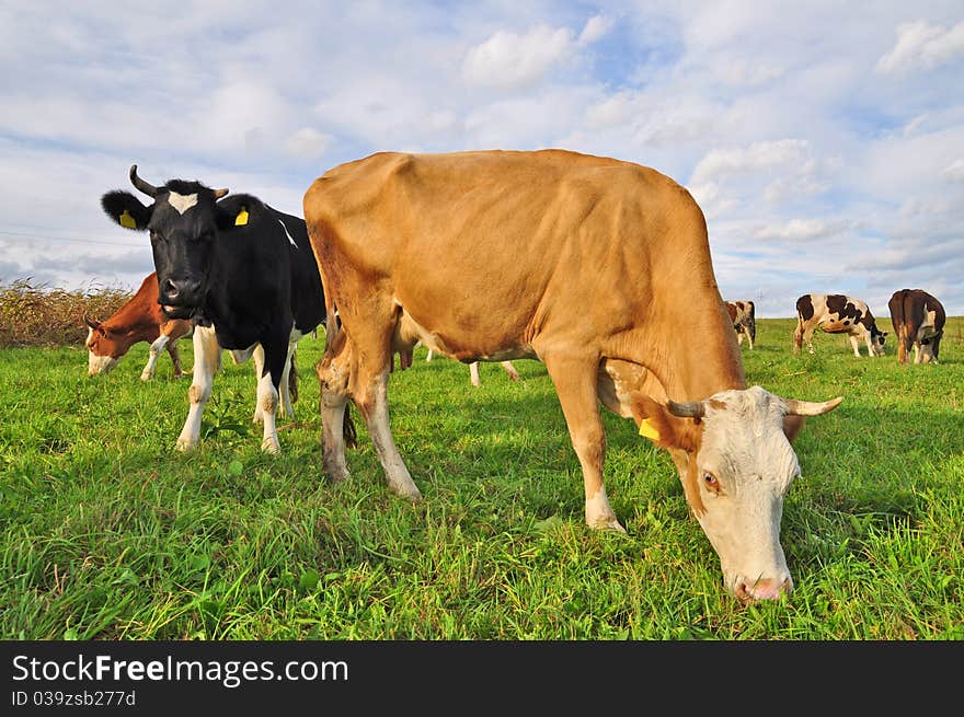 Cows on a summer pasture