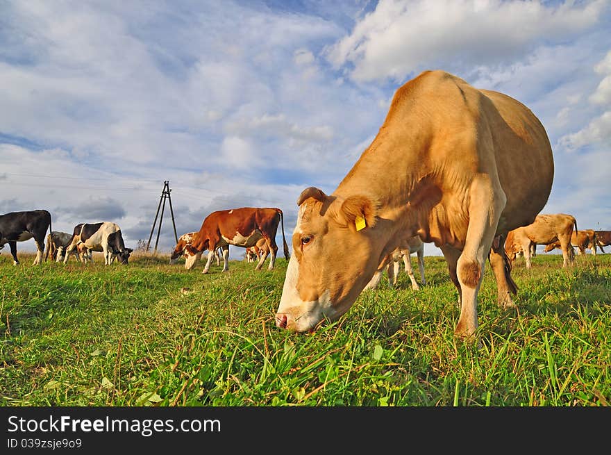 Cows on a summer pasture