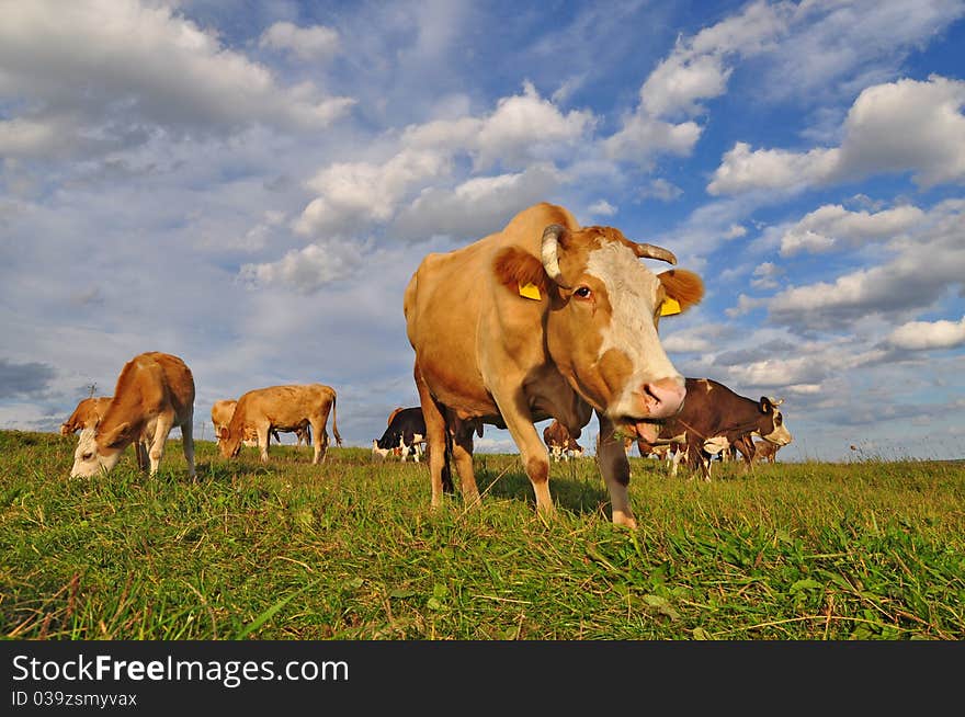 Cows on a summer pasture