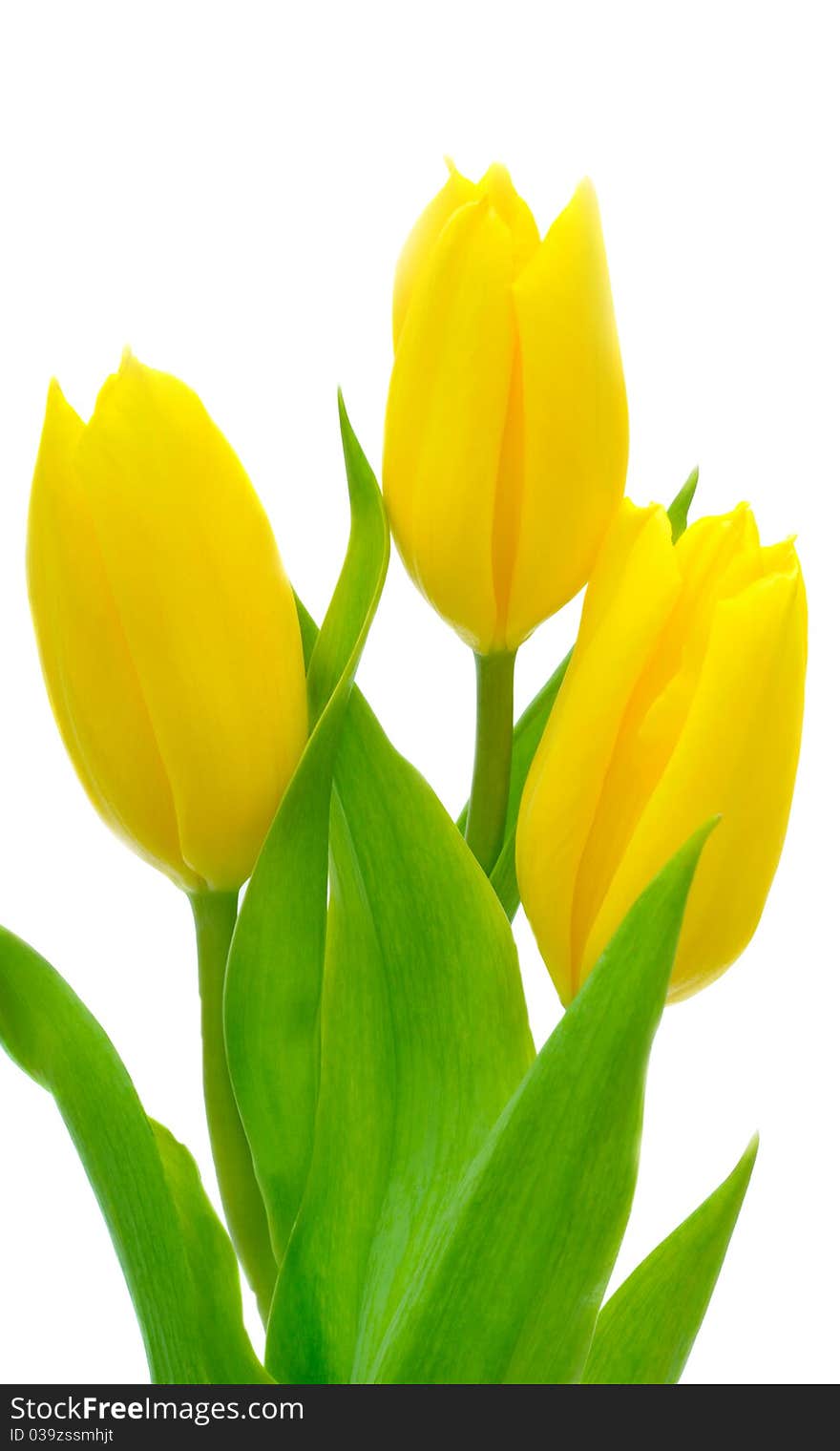 Yellow tulips isolated on white background