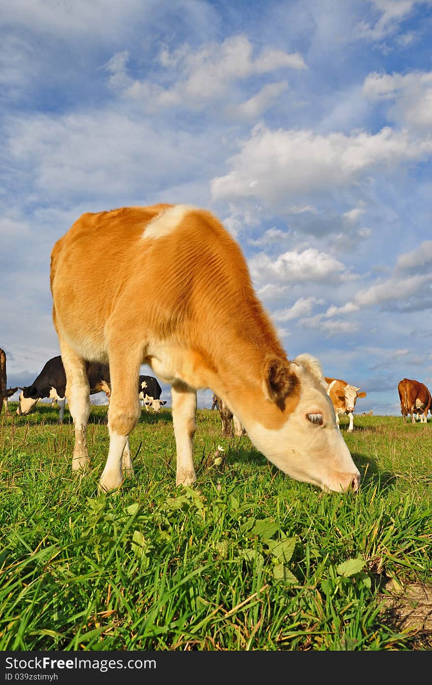 Cows on a summer pasture