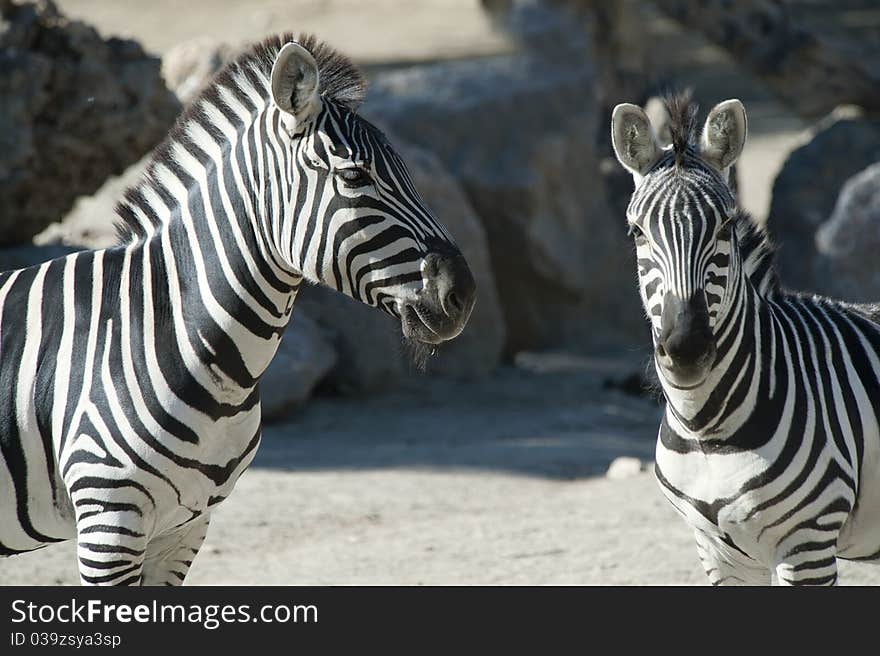 Two Zebras