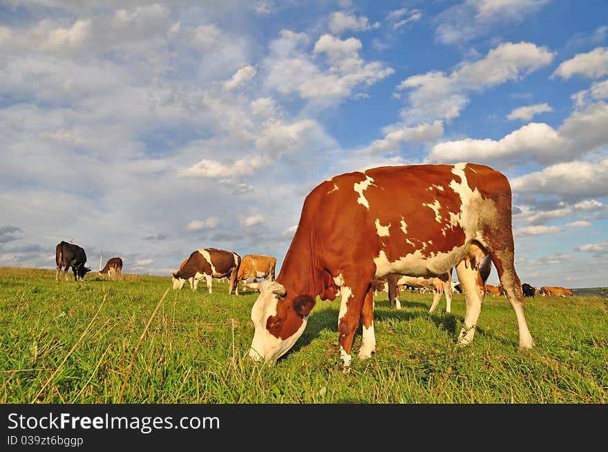 Cows On A Summer Pasture