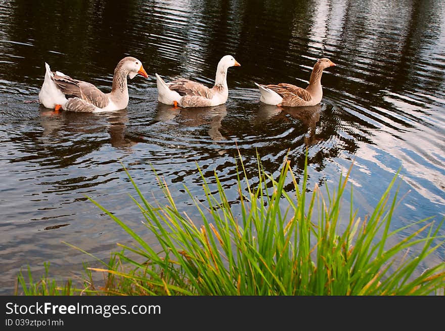 Three gooses sweaming in the pond