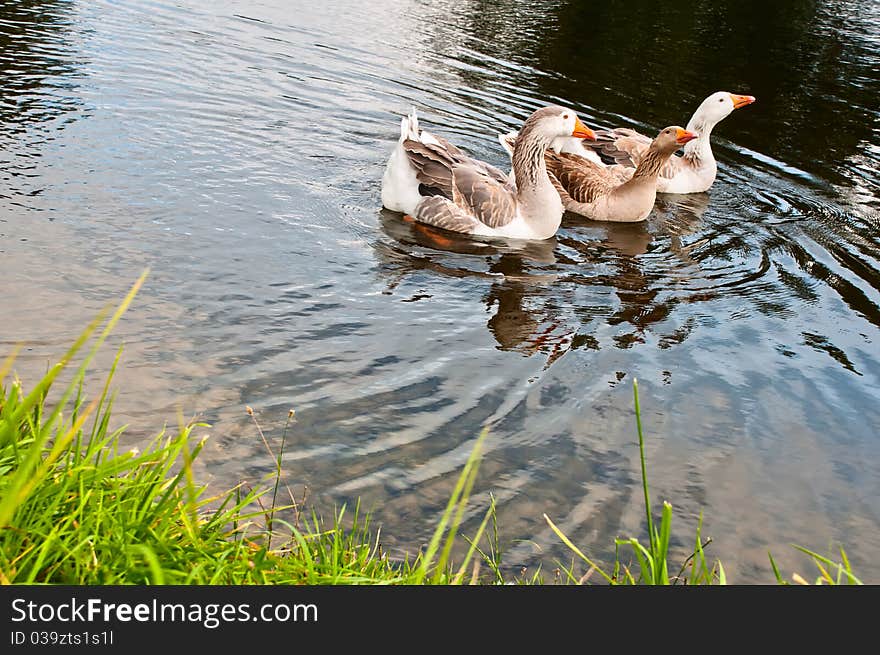 Three gooses sweaming in the pond