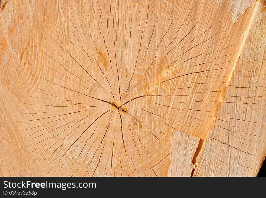 Cross-section cut of a trunk of a beech