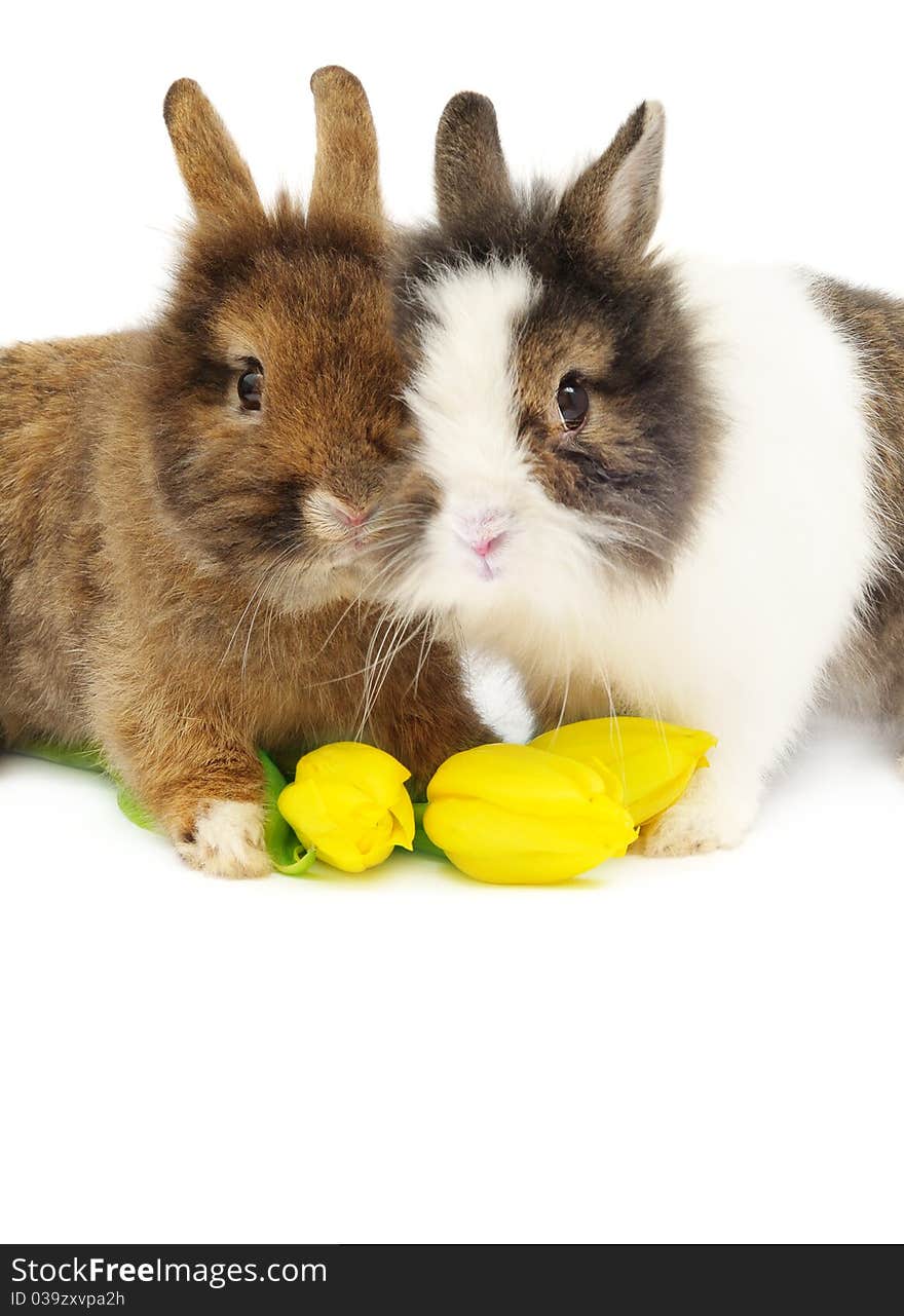 Funny pair of rabbits with tulips over white