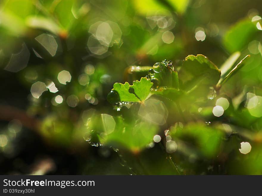 An extreme close up macro of dew drops on clover leaves