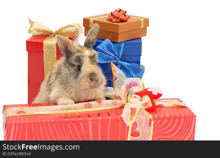 Little rabbit between the boxes with gifts, isolated on white