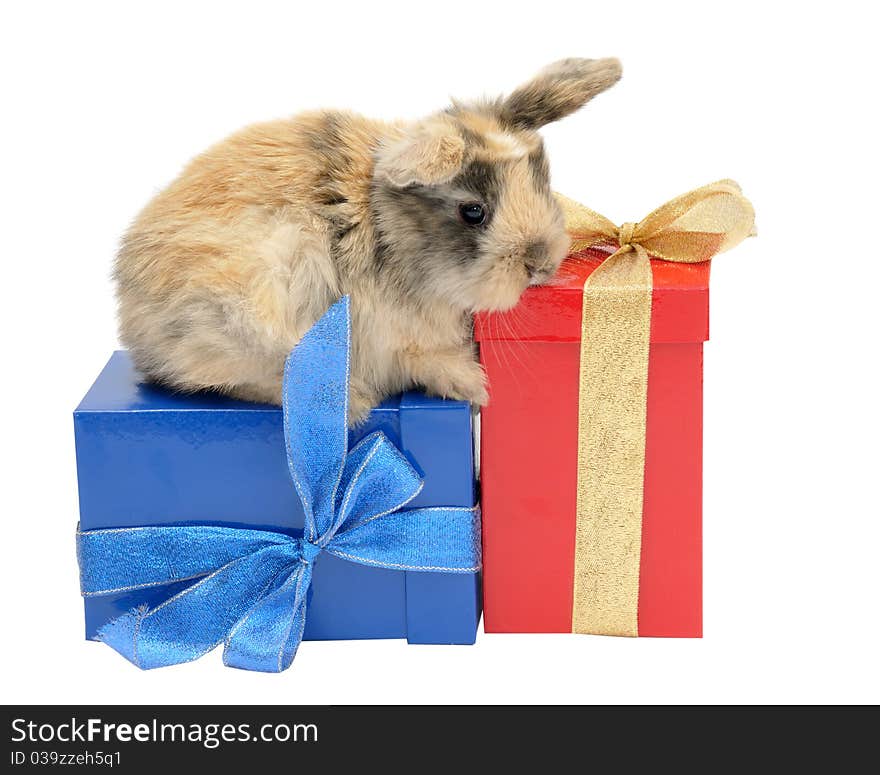 Little Rabbit On The Boxes With Gifts