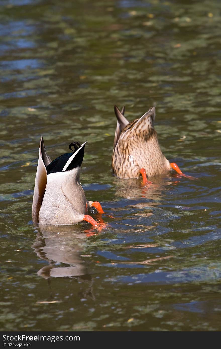 Diving ducks - male and female