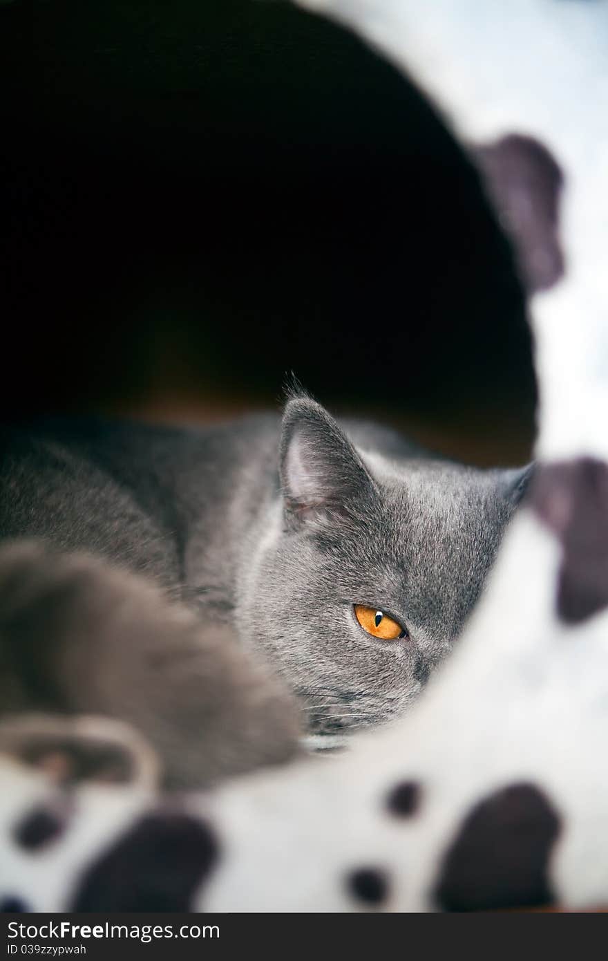 Close-up british kitten lying and looking through his house. Close-up british kitten lying and looking through his house