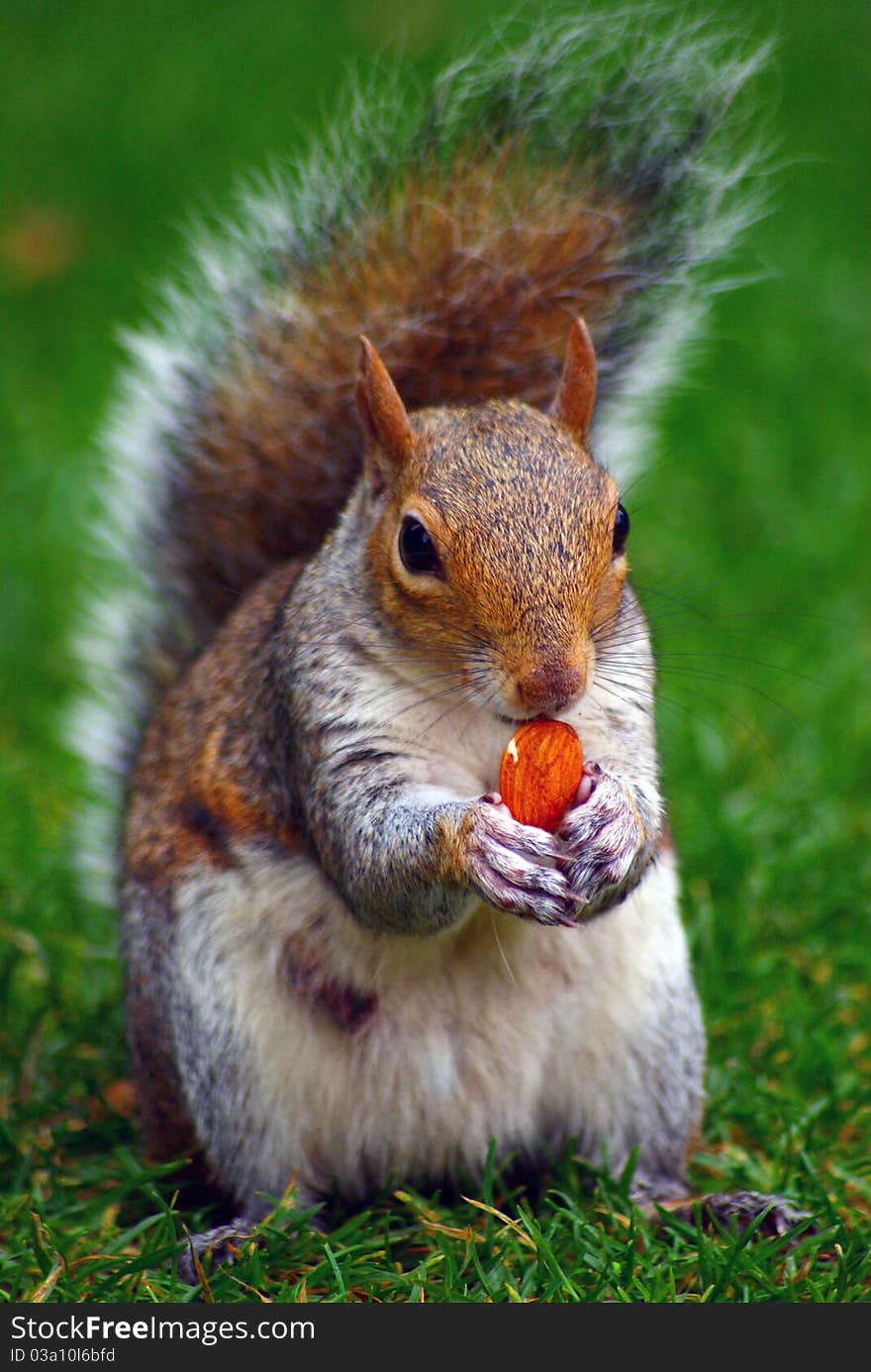 Squirrel -  sciurus vulgaris