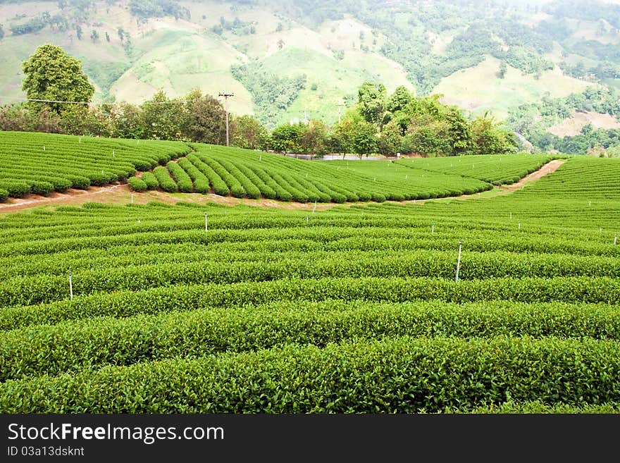 Green tea plantation in north of Thailand