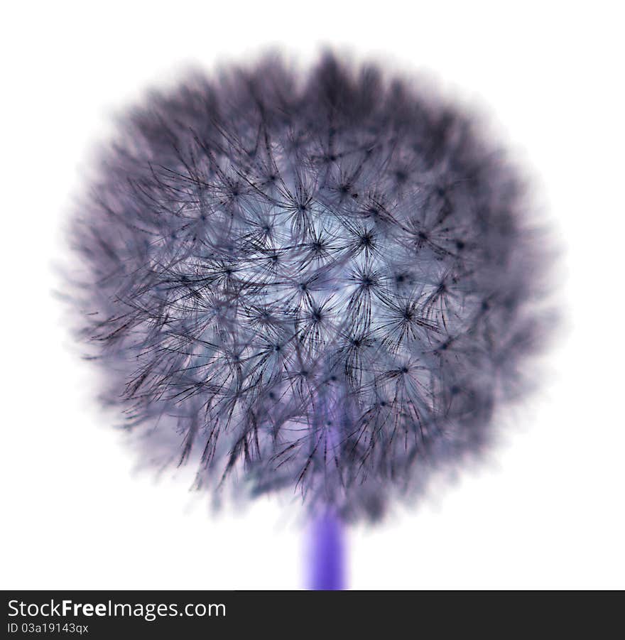 Violet dandelion isolatet on white