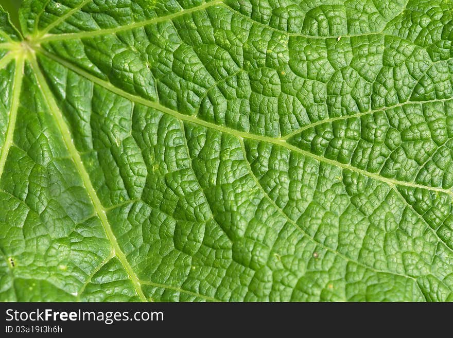 Green leaf