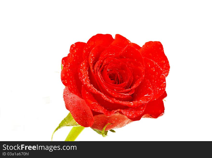 A red rose with droplets isolated on white background. A red rose with droplets isolated on white background