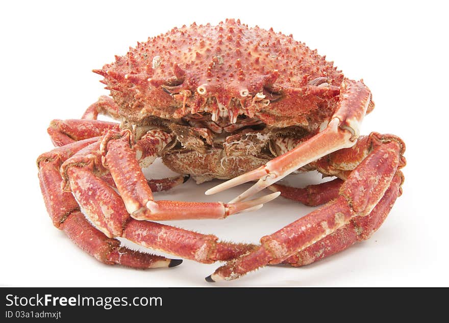 Cooked Spider-crab