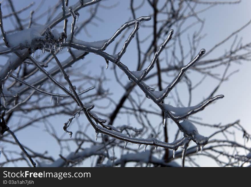 Branches of the tree in ice after the ice-rain. Branches of the tree in ice after the ice-rain.