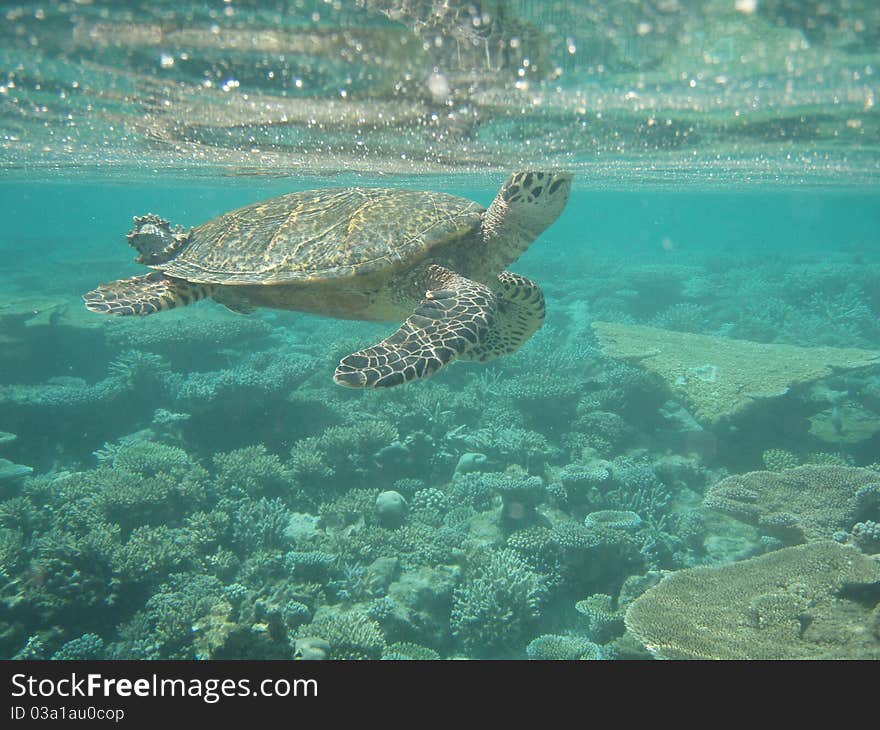 Underwater picture of a turtle in shallow water. Underwater picture of a turtle in shallow water