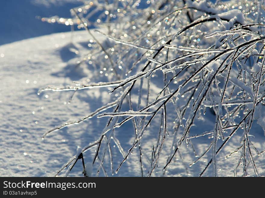 Branches of the tree in ice after the ice-rain with light spots. Branches of the tree in ice after the ice-rain with light spots.