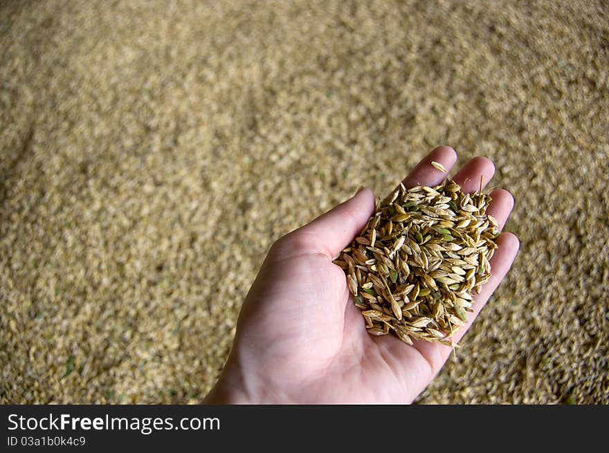 Barley in the hand with no dramatic backdrop