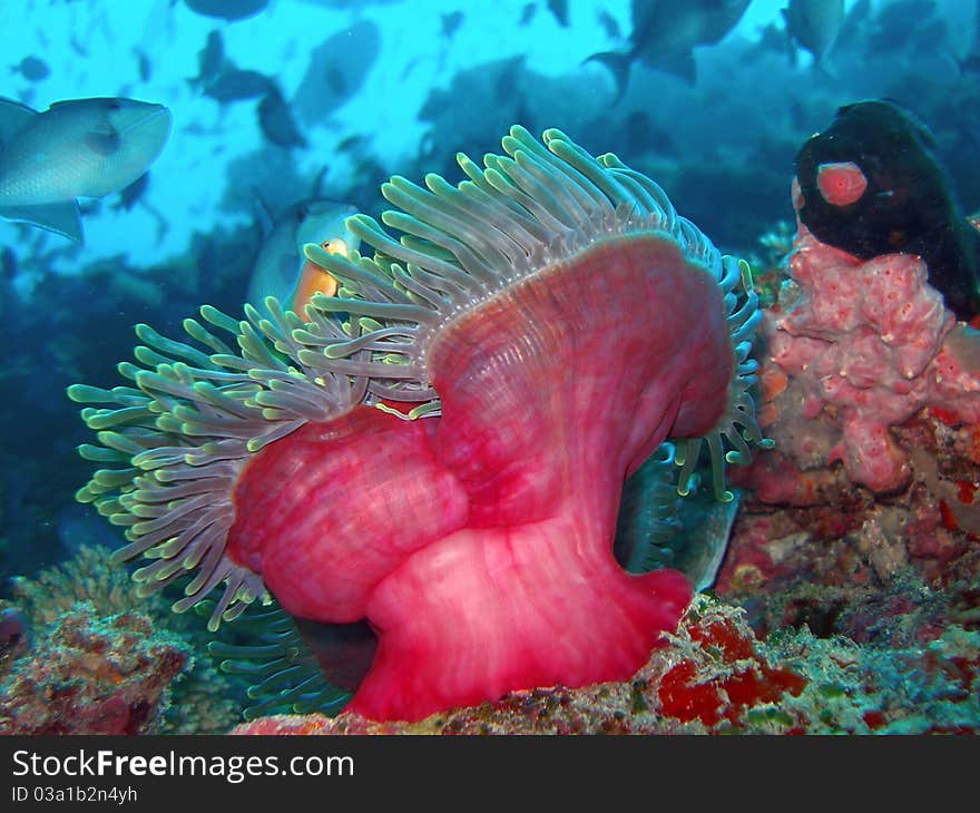 Beautiful red reef life