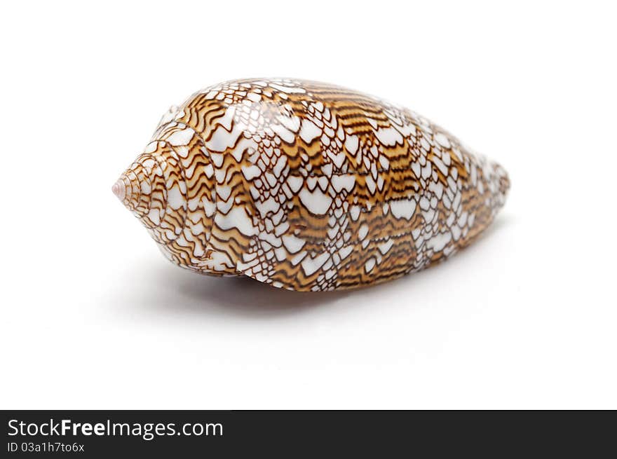 Seashell on white background close up