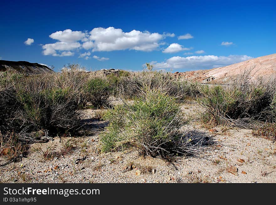 Semi-desert with blue sky in national park, California, USA. Semi-desert with blue sky in national park, California, USA.