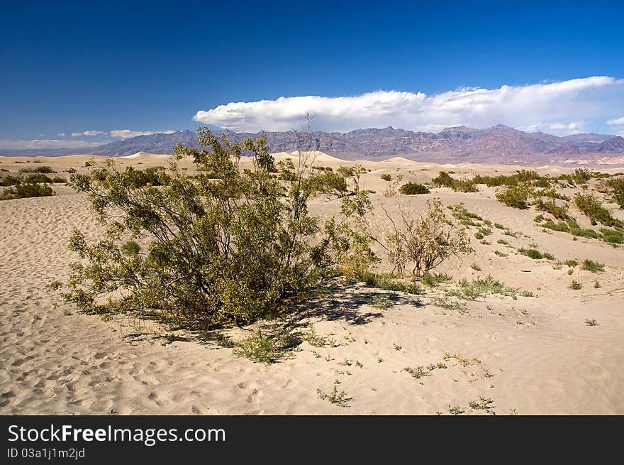 Semi-desert with blue sky in national park, California, USA. Semi-desert with blue sky in national park, California, USA.