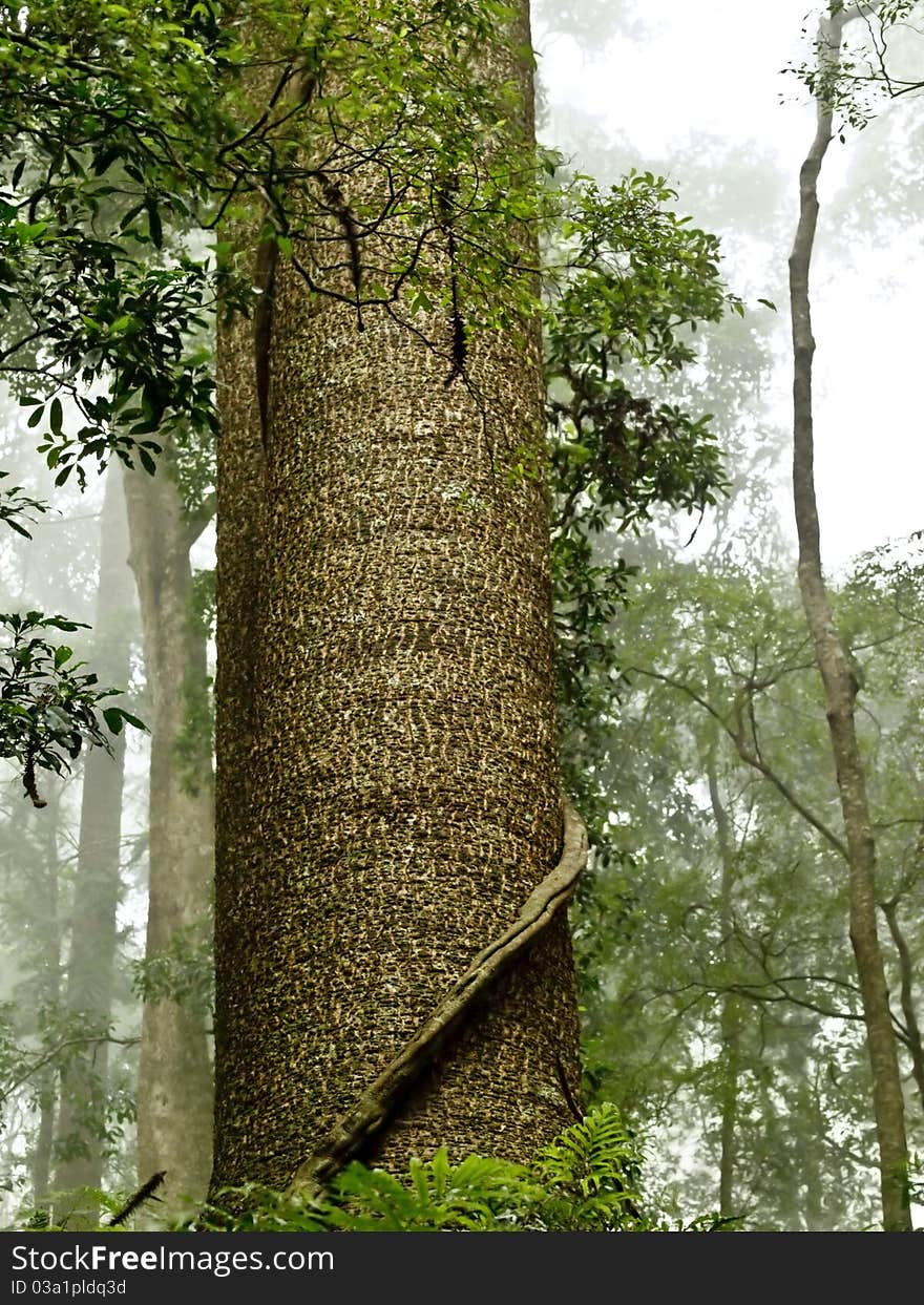 Australiana Majestic bunya pine tree trunk towers above australian rainforest Bunya mountains  Queensland. Australiana Majestic bunya pine tree trunk towers above australian rainforest Bunya mountains  Queensland