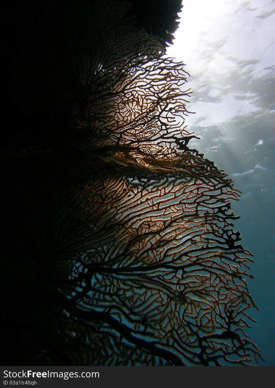 Gorgonia coral in the red sea. Gorgonia coral in the red sea