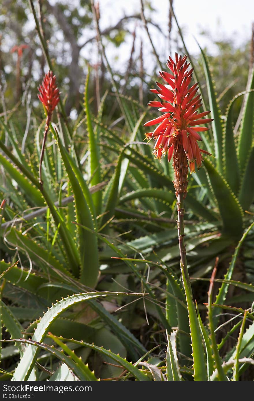 Aloe flower on a background of leaves and sky