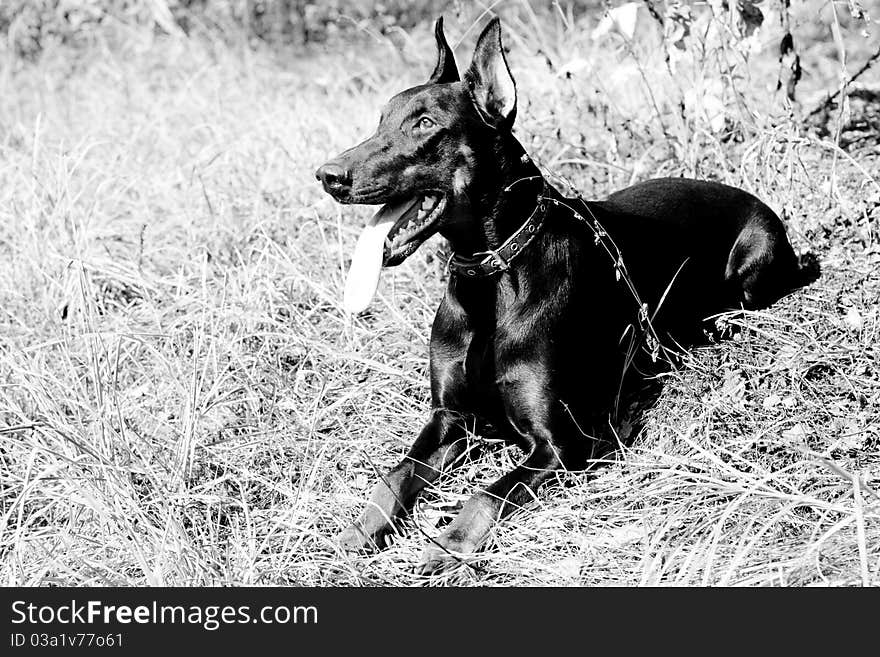 A lying doberman in a summer park