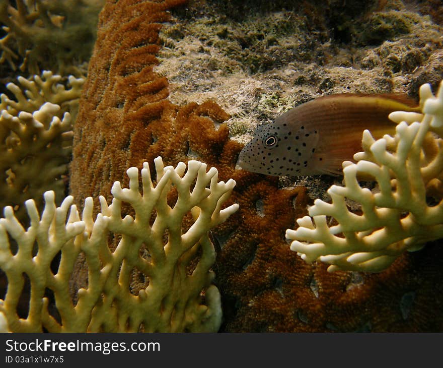 Resting on the reef