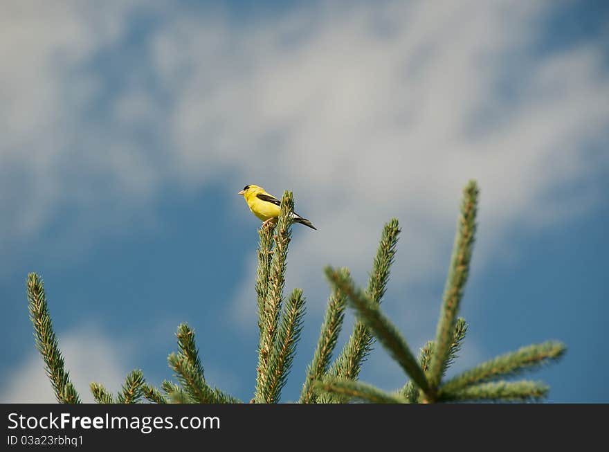 Shot of a yellow finch on top of an evergreen tree with the blue sky and some clouds as background on an autumn day. Shot of a yellow finch on top of an evergreen tree with the blue sky and some clouds as background on an autumn day.