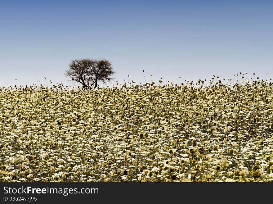 Wild Flowers Field