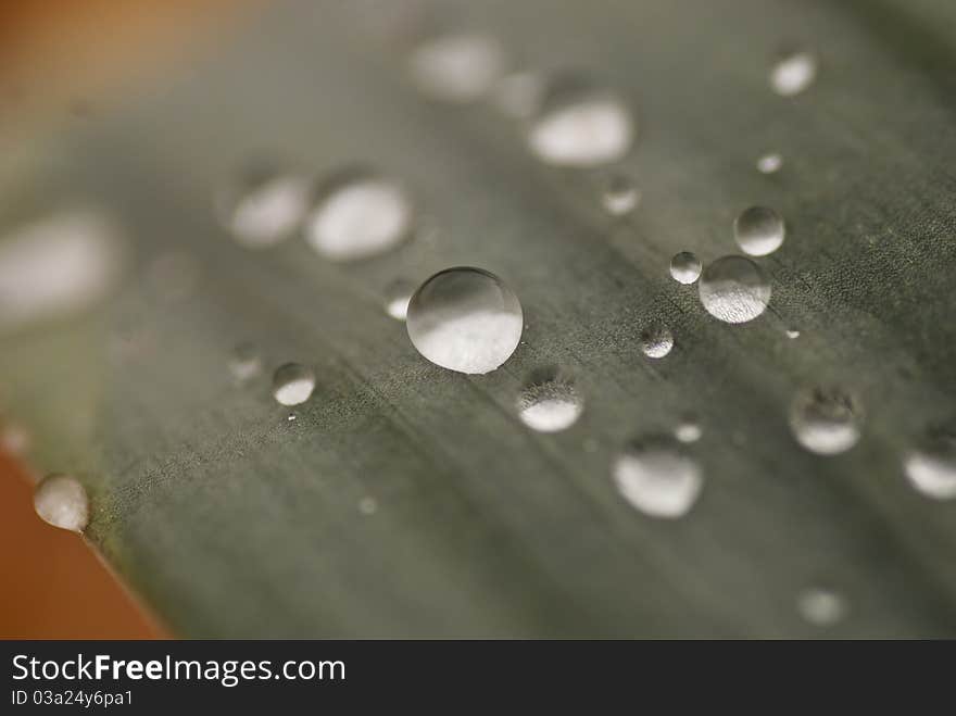 Drops of water rest on top of a flower. Drops of water rest on top of a flower